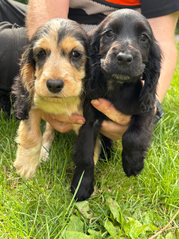 Beautiful Show Cocker Spaniel Female Puppies - Ready Now!