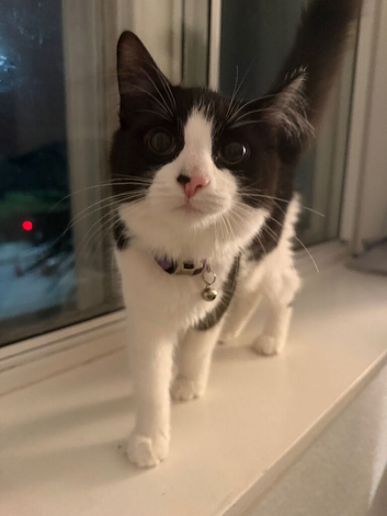 7 month old kitten needing rehomed
