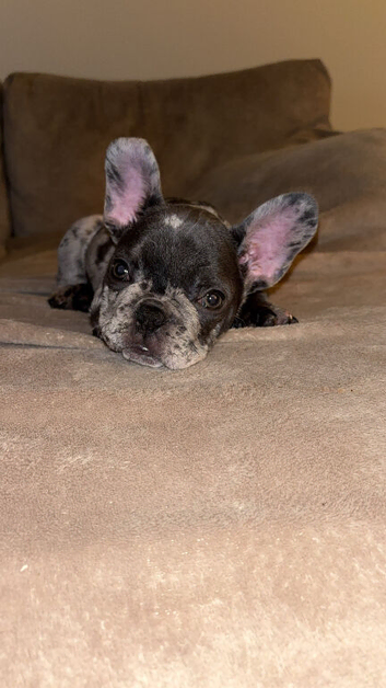 Male Merle puppy for sale
