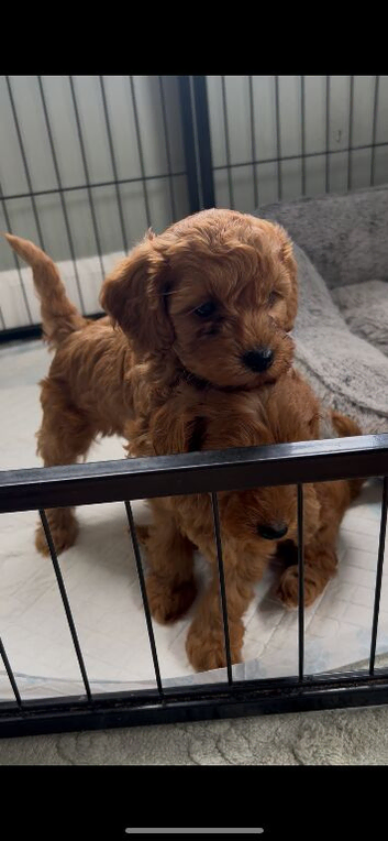 Toy cockapoo puppies - 1 girl left