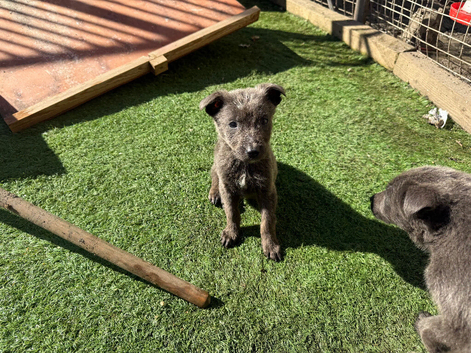 Blue German shepherd