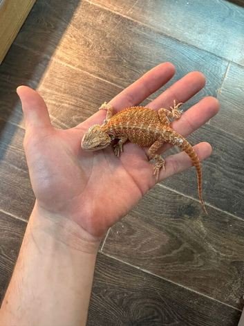 Bearded dragon for free, please read  full description
