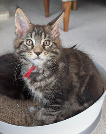 Chunky Loveable Maine Coon