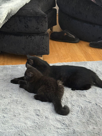 Adorable BSH for sale