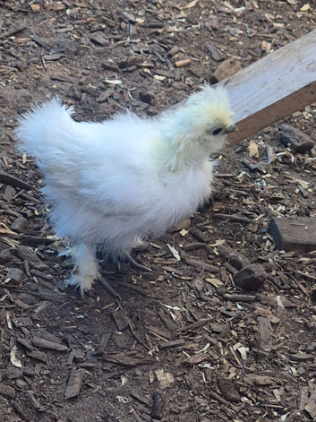 Silkie chick's