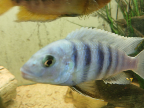 MBUNA FOR SALE