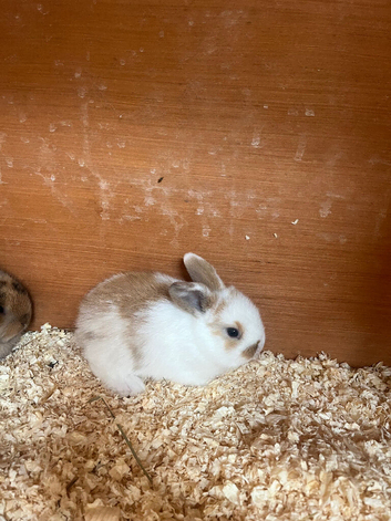 Beautiful Mini Lop Kits