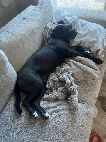 Cane corso
