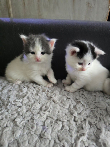 3 sweet kittens soon ready for forever home