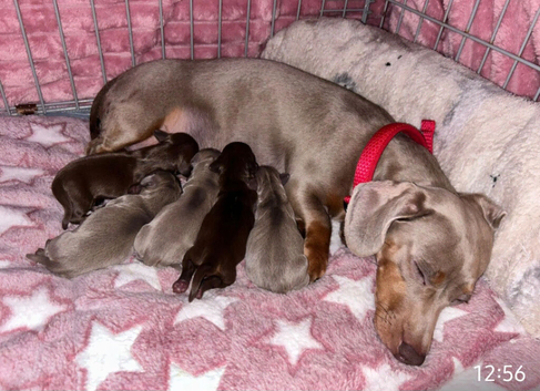 Adorable Puppies