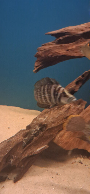 Tanganyikan cichlids