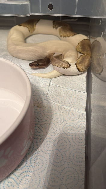 Mystic Pied royal python