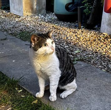 male cat
