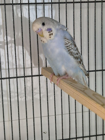 Dominant pied split helicopter