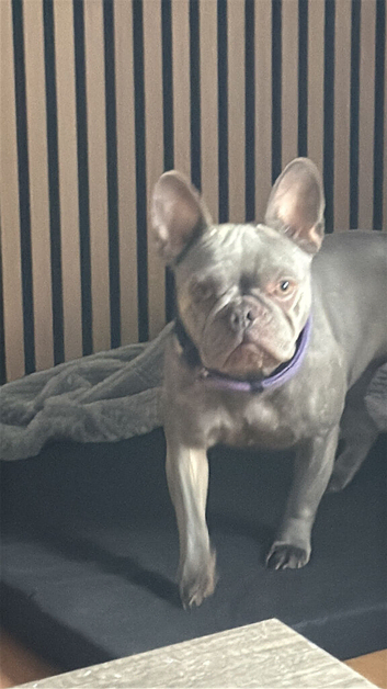Selling one French  bulldog