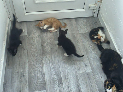 READY NOW ginger boy & 1 calico girl