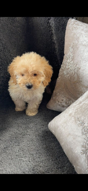 Cockapoo puppy