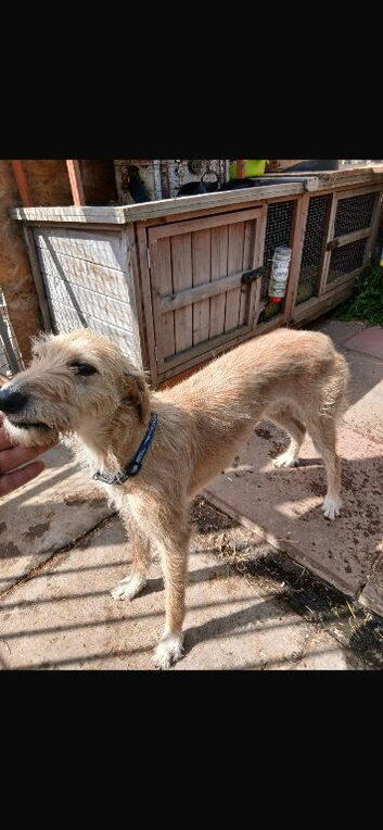 Beddy whippet grey Lurcher