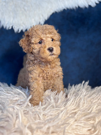 Gorgeous mini / toy poodle puppies