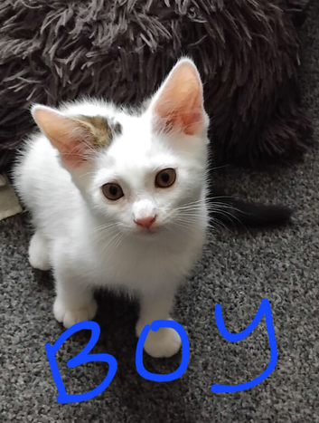 Kittens for sale