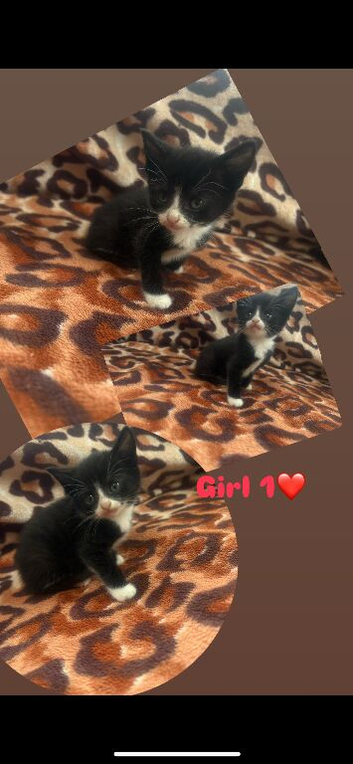 Baby kittens ️
