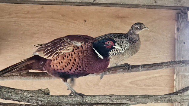 Ringneck Pheasants