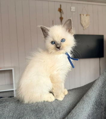Stunning ragdoll kittens