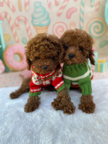 Dark Red Teacup Asian Poodle Girls
