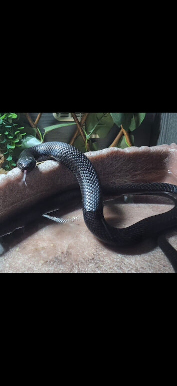 Gorgeous Mexican king black 7 years male