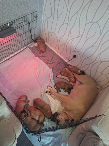 muscle mastiff puppies