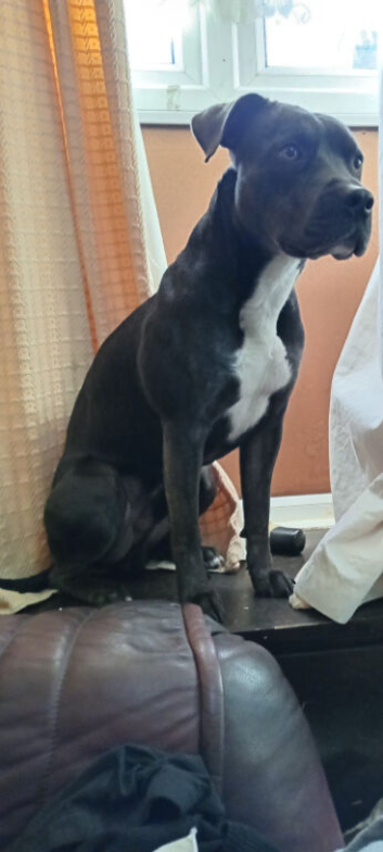 Looking for my boy can you help