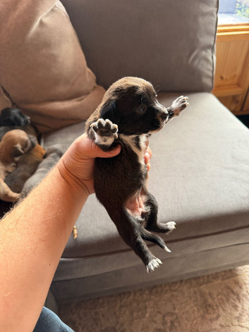 Jack Russell puppies
