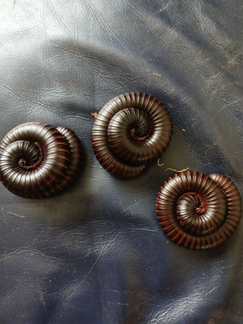 3 giant african millipede and setup
