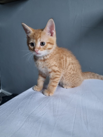 Beautiful tabby male kitten 10 weeks old