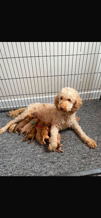 Cockapoo puppies