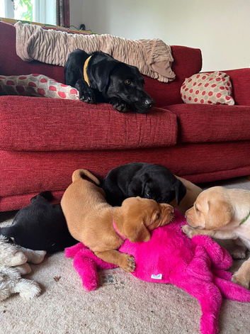 Stunning litter of 7 puppies: not to be missed