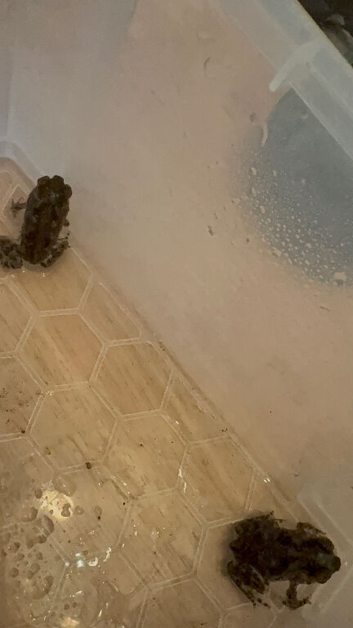 Baby Cane Toads