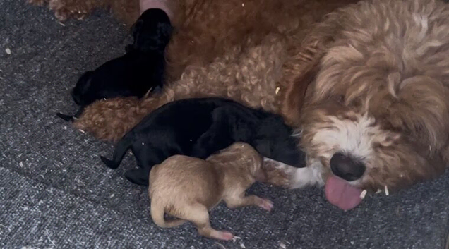 Black Boy Minature Cockapoo