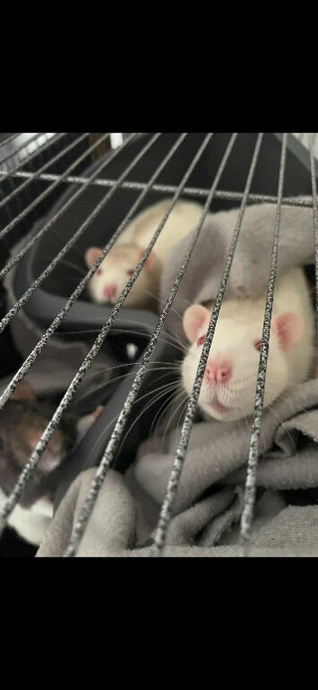 Two male albino rats