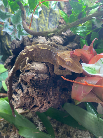 Breeding pair of crested geckos. Male Lilly white female capacino