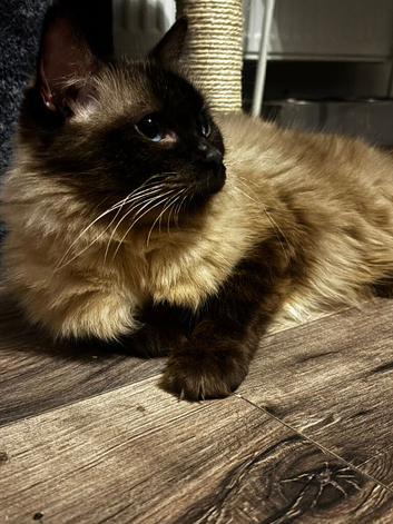 Ragdoll