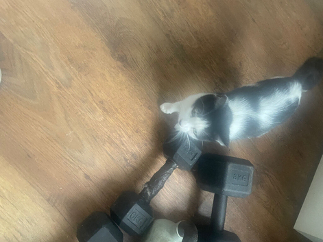 Kittens for sale ready now
