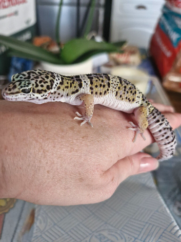 Leopard gecko baby