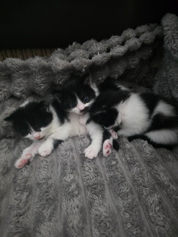 Kittens