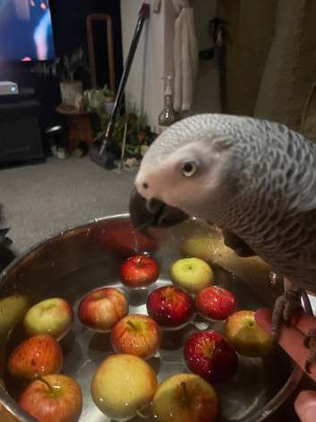 Pickle the lovely talking 31 year old