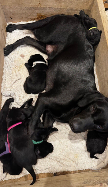 Outstanding Working Labrador Retriever Puppies for Sale