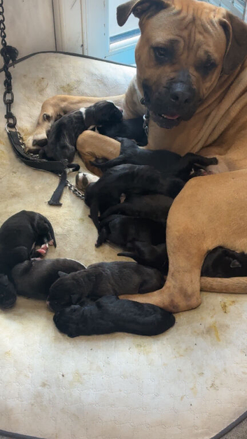 Cane corso puppies