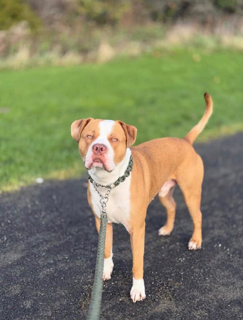 Stunning standard American bully for stud Newcastle upon Tyne