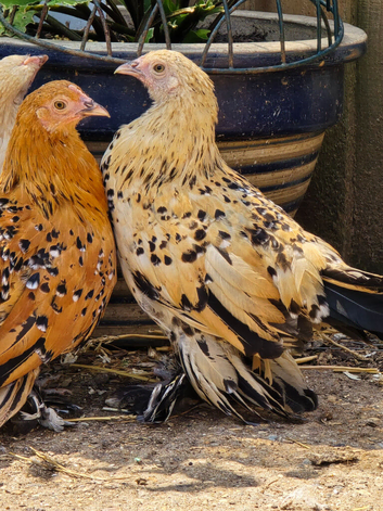 Sablepoot Pullets