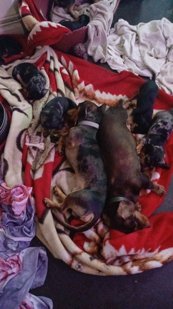 Dachshund puppies